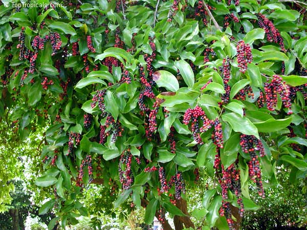 بیگنِی / برگ بوی چینی